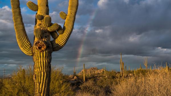 Image for event: Flora of the McDowell Sonoran Preserve,  Part 1 &ndash; Cacti, Trees and Large Shrubs