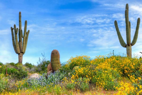 Image for event: Surviving and Thriving in the Sonoran Desert
