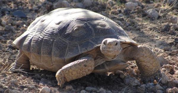 Image for event: The Sonoran Desert Tortoise